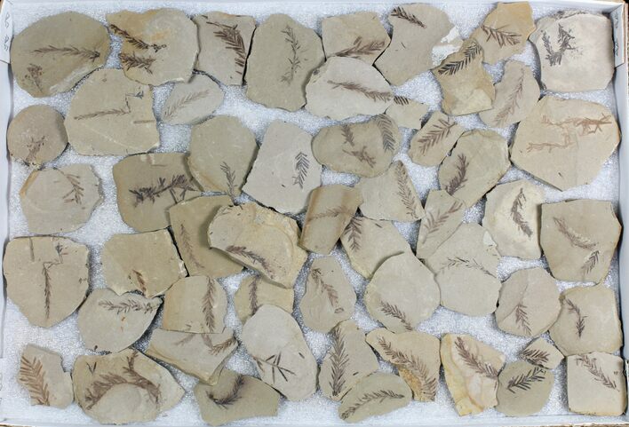 Lot: Metasequoia (Dawn Redwood) Fossils - Pieces #78072